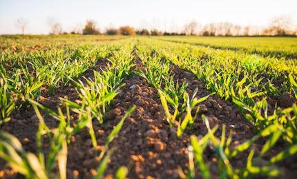 Soil Plant Fertilizer